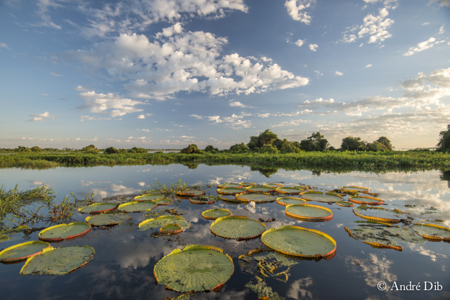 Parque Nacional del Pantanal Matogrosense